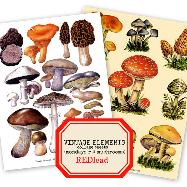 Mondays R 4 Mushrooms