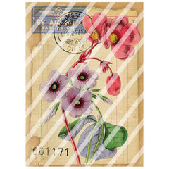 Antique Style 01171 Santiago Paper Print