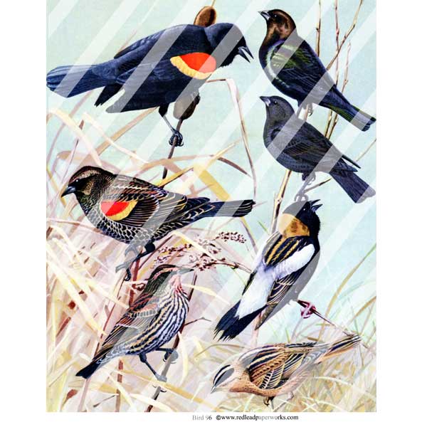 Bird 96 Collage Sheet