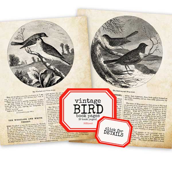 Vintage Bird Book Pages Paper Pack Vintage Bird Book Pages
