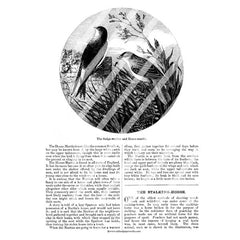 Vintage Birds Book Pages