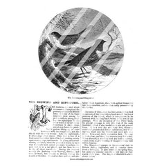 Vintage Birds Book Pages