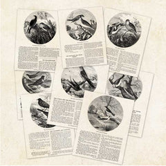 Vintage Bird Book Pages Paper Pack