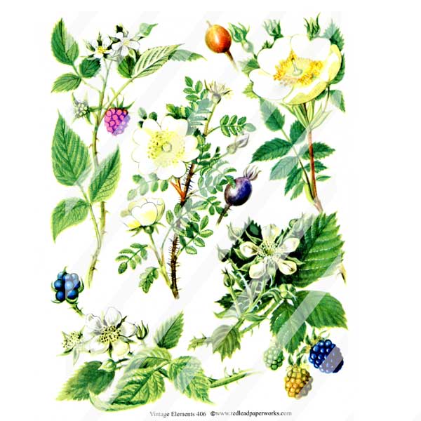 Vintage Elements 406 Wood Rose Flowers Collage Sheet Wood Rose Flower Collage Sheet