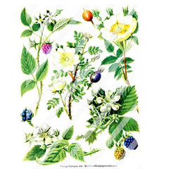 Wood Rose Flower Collage Sheet