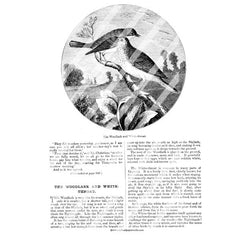 Vintage Birds Book Pages