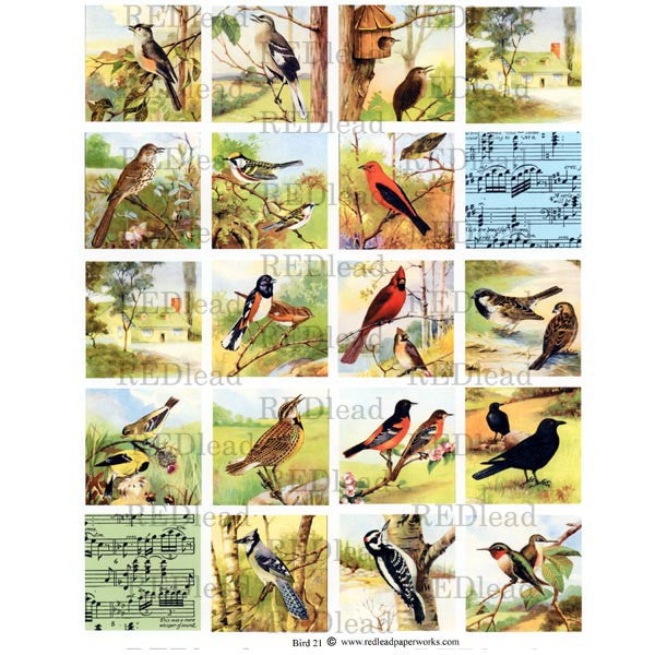 Bird Squares Collage Sheet 21