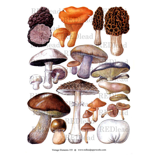 Vintage Elements 155 Autumn Mushrooms Collage Sheet