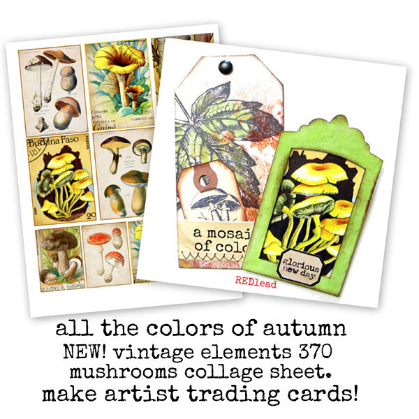 Mushrooms Artist Trading Cards
