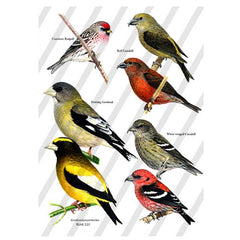 Bird 110 Collage Sheet
