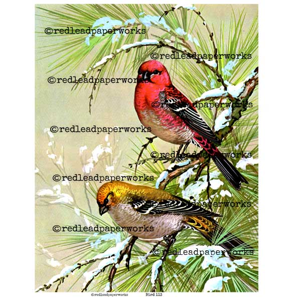 Collage Sheet Frameable Bird 113 Collage Sheet