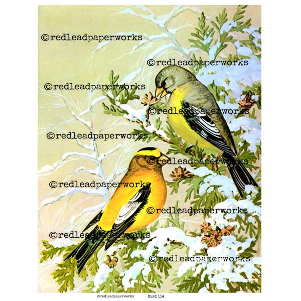 Collage Sheet Frameable Bird 114 Collage Sheet