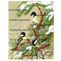 3 little yellow winter birds sitting on a snow covered evergreen tree branch.