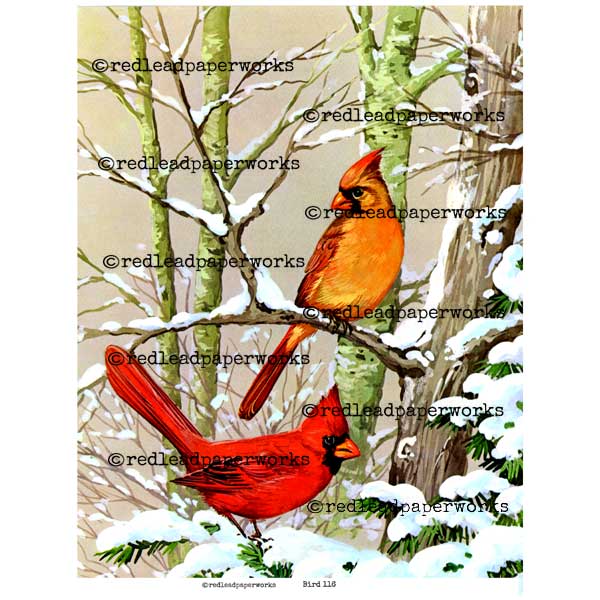 Collage Sheet Bird 116 Frameable Collage Sheet