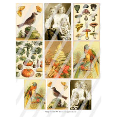 Vintage Elements Autumn Collage Sheet 494