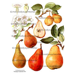 Vintage Elements 650 Antique Pears Collage Sheet