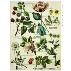 Vintage-style botanical illustration with flowers and leaves on a white background