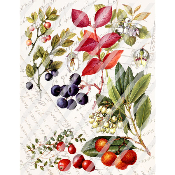 Antique Style Fall Berries 8-1/2" x 11" Paper Print