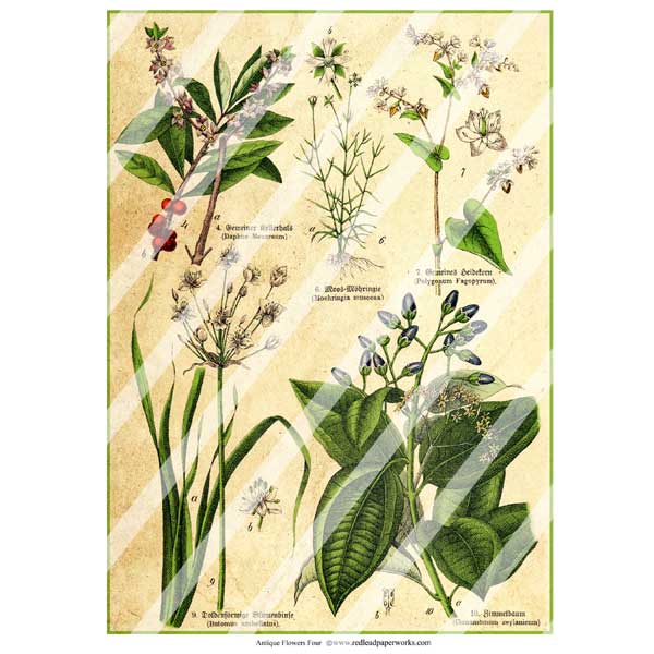 Antique Style Vintage Flowers 4 Paper Print