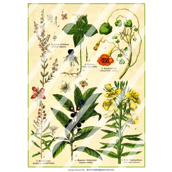 Antique Style Vintage Flowers One Paper Print
