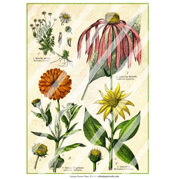 Antique Style Vintage Flowers 3 Paper Print