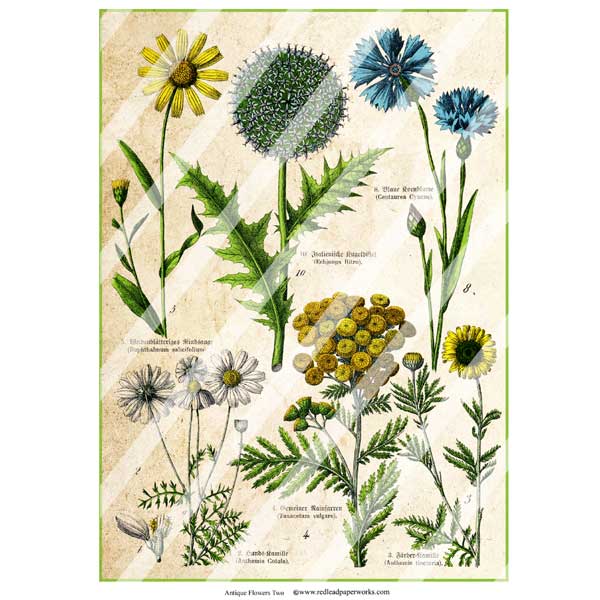 Antique Style Vintage Flowers Two Paper Print