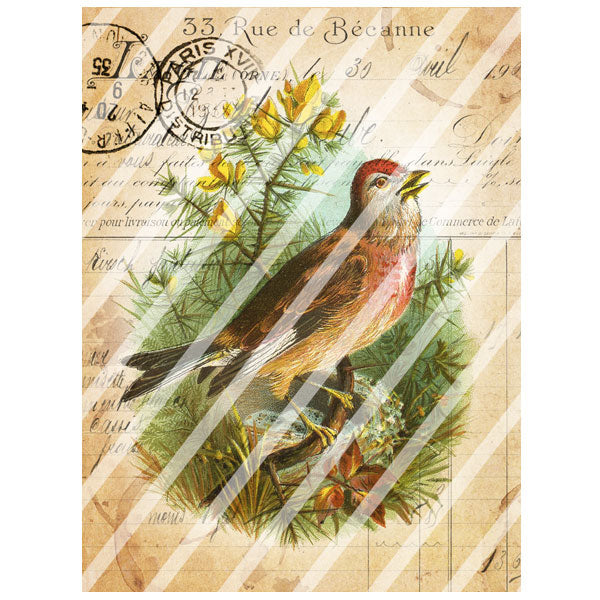 Antique Style 33 Rue Paris Paper Print