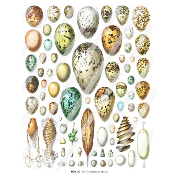 Bird Eggs Collage Sheets
