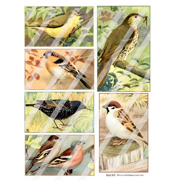 Bird 105 Collage Sheet