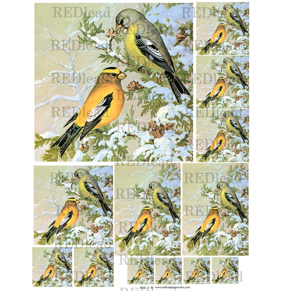 Bird Collage Sheet 11