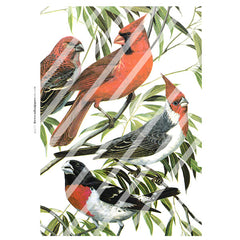 bird collage sheets