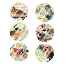 bird collage sheets