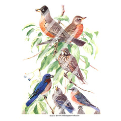 Bird 85 Collage Sheet