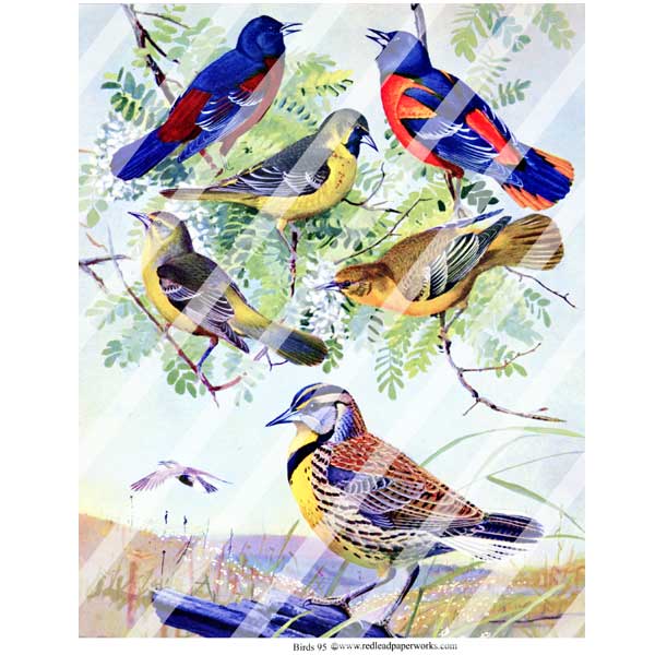 Bird 95 Collage Sheet