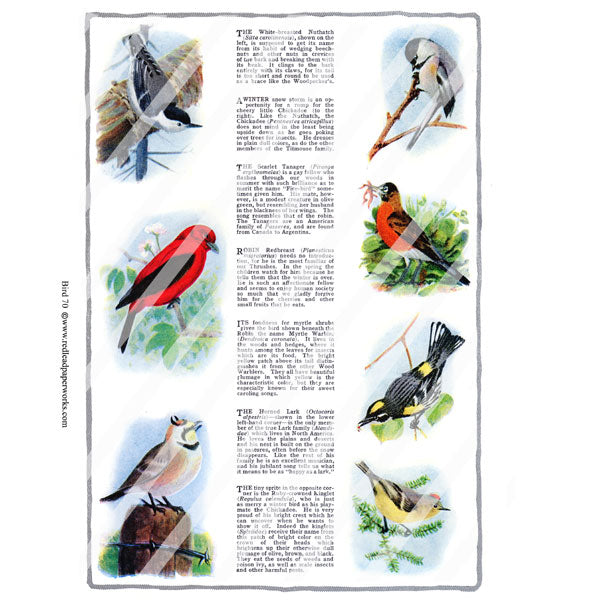 Bird 70 Collage Sheet