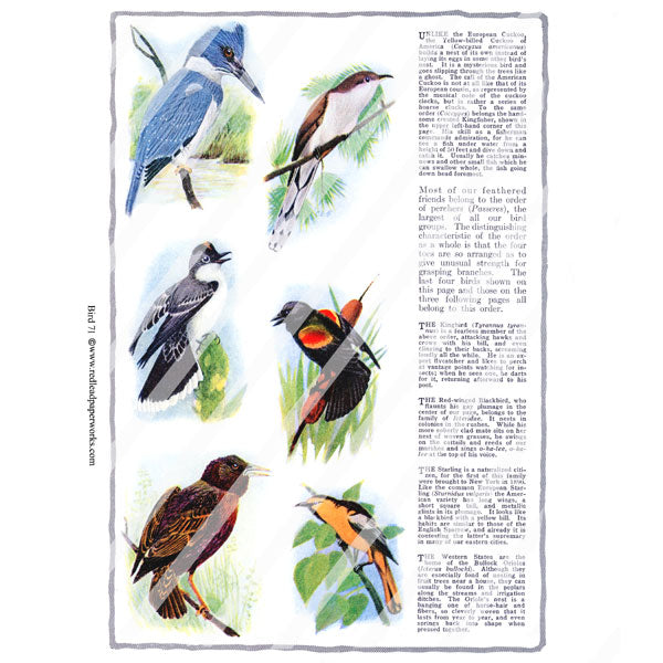 Bird 71 Collage Sheet