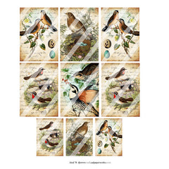 Bird 78 Collage Sheet