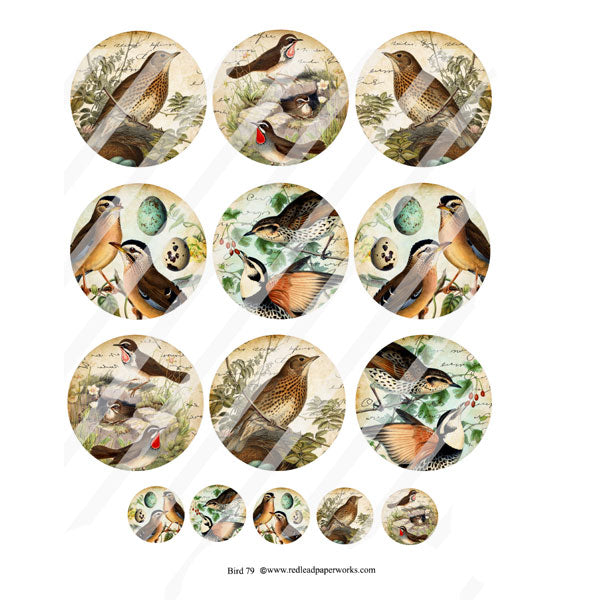 Bird Artist Trading Coins Collage Sheet 79