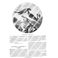 Vintage Birds Book Pages