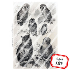 Vintage Elements Owl Engraving Collage Sheet 363