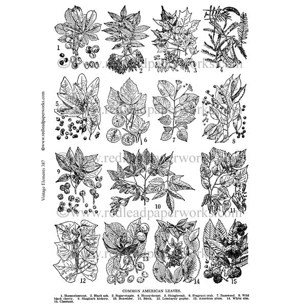 Vintage Elements 387 Leaves Collage Sheet