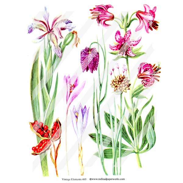 Vintage Elements 405 Fritillaria Flowers Collage Sheet