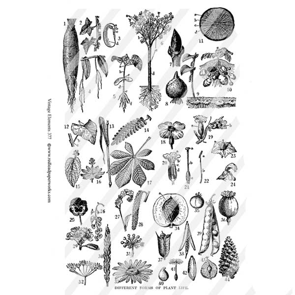 Plant Life Vintage Elements 377 Collage Sheet