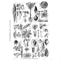 Plant Life Vintage Elements 377 Collage Sheet