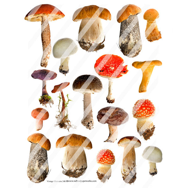 Vintage Elements 248 Autumn Mushroom Collage Sheet