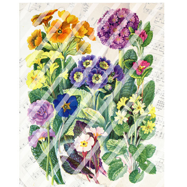 Antique Style Paper Print Primula