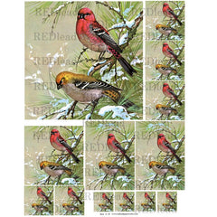 Bird Collage Sheet 13