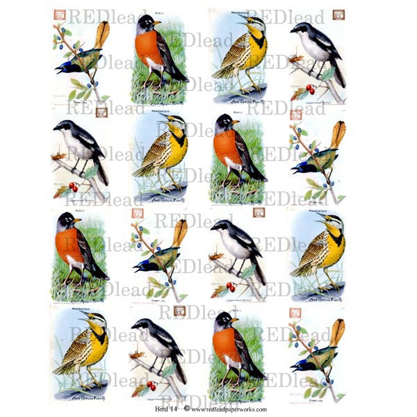Collage Sheet Bird 14