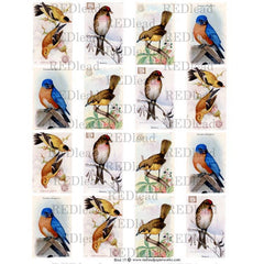 Bird Collage Sheets 