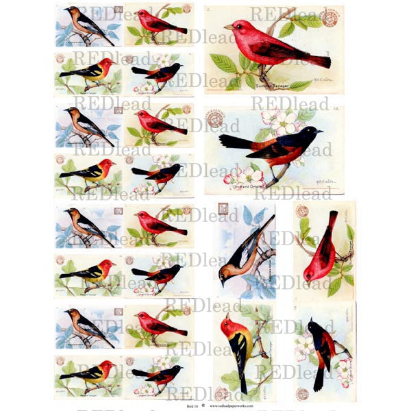 Collage Bird Sheet 18